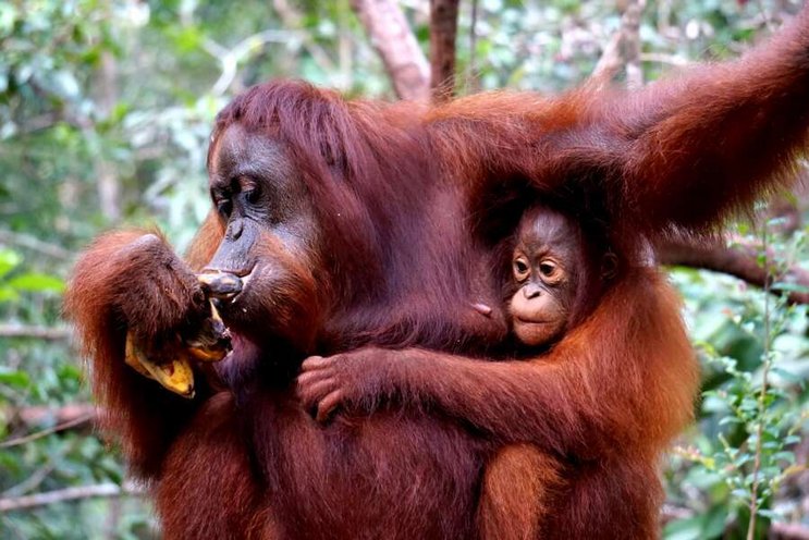 Dive & Culture - Indonesien Borneo