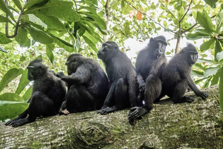 Dive & Culture - Indonesien Minahasa